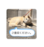 ハナさんver.3（個別スタンプ：26）