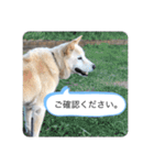 ハナさんver.3（個別スタンプ：27）