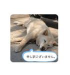 ハナさんver.3（個別スタンプ：28）