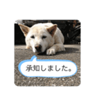 ハナさんver.3（個別スタンプ：30）