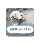 ハナさんver.3（個別スタンプ：31）