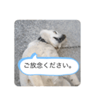 ハナさんver.3（個別スタンプ：32）