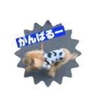 トイプのこもちゃん2021 改訂版（個別スタンプ：2）
