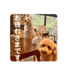 トイプのこもちゃん2021 改訂版（個別スタンプ：3）