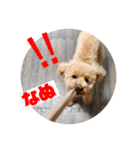 トイプのこもちゃん2021 改訂版（個別スタンプ：4）