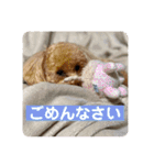 トイプのこもちゃん2021 改訂版（個別スタンプ：6）