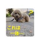 トイプのこもちゃん2021 改訂版（個別スタンプ：7）