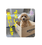 トイプのこもちゃん2021 改訂版（個別スタンプ：8）