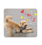 トイプのこもちゃん2021 改訂版（個別スタンプ：10）