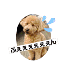 トイプのこもちゃん2021 改訂版（個別スタンプ：11）