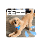 トイプのこもちゃん2021 改訂版（個別スタンプ：12）