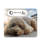 トイプのこもちゃん2021 改訂版（個別スタンプ：14）