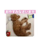 トイプのこもちゃん2021 改訂版（個別スタンプ：15）