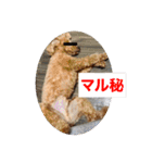 トイプのこもちゃん2021 改訂版（個別スタンプ：17）