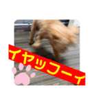 トイプのこもちゃん2021 改訂版（個別スタンプ：18）