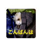 トイプのこもちゃん2021 改訂版（個別スタンプ：19）
