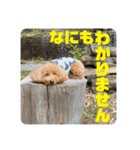 トイプのこもちゃん2021 改訂版（個別スタンプ：20）