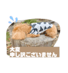 トイプのこもちゃん2021 改訂版（個別スタンプ：22）