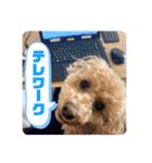 トイプのこもちゃん2021 改訂版（個別スタンプ：24）
