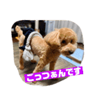 トイプのこもちゃん2021 改訂版（個別スタンプ：28）
