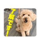 トイプのこもちゃん2021 改訂版（個別スタンプ：29）