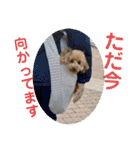 トイプのこもちゃん2021 改訂版（個別スタンプ：33）