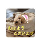 トイプのこもちゃん2021 改訂版（個別スタンプ：34）