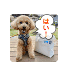 トイプのこもちゃん2021 改訂版（個別スタンプ：36）