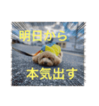 トイプのこもちゃん2021 改訂版（個別スタンプ：40）