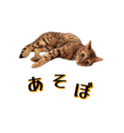 ベンガル猫のベル vol,1（個別スタンプ：9）