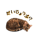 ベンガル猫のベル vol,1（個別スタンプ：11）