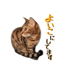 ベンガル猫のベル vol,1（個別スタンプ：14）