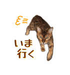 ベンガル猫のベル vol,1（個別スタンプ：15）