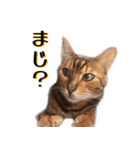 ベンガル猫のベル vol,1（個別スタンプ：18）