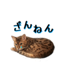 ベンガル猫のベル vol,1（個別スタンプ：19）