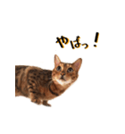 ベンガル猫のベル vol,1（個別スタンプ：24）
