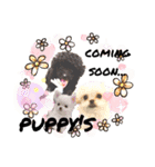 Doggy's vol.1（個別スタンプ：7）