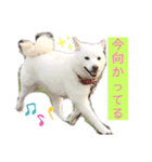 雪姫とぽん太の日常スタンプ（個別スタンプ：2）