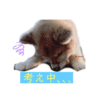 雪姫とぽん太の日常スタンプ（個別スタンプ：3）