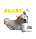 雪姫とぽん太の日常スタンプ（個別スタンプ：5）