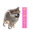 雪姫とぽん太の日常スタンプ（個別スタンプ：8）