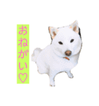 雪姫とぽん太の日常スタンプ（個別スタンプ：9）