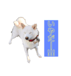 雪姫とぽん太の日常スタンプ（個別スタンプ：16）