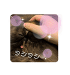 ハナ先輩大集合①（個別スタンプ：1）