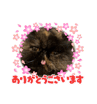 ハナ先輩大集合①（個別スタンプ：6）