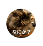 ハナ先輩大集合①（個別スタンプ：21）