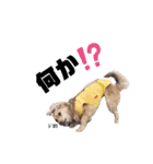 チワックスエイト（個別スタンプ：10）