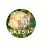 挨拶上手な♡おかやどかり君たち（個別スタンプ：3）