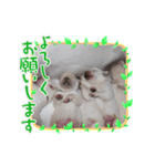 Trident The イエローラブ（個別スタンプ：1）