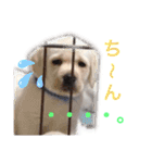 Trident The イエローラブ（個別スタンプ：3）
